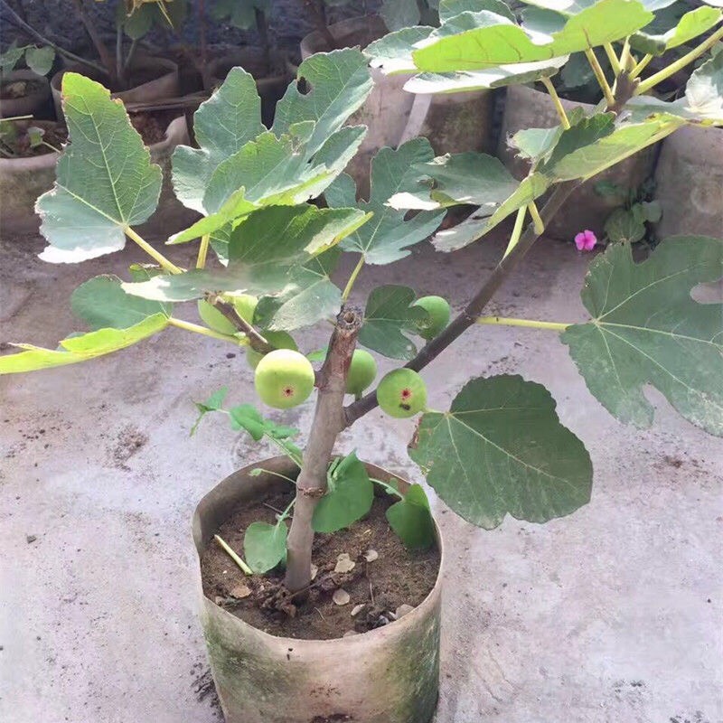 如何让无花果硕果累累,无花果怎么养护硕果累累