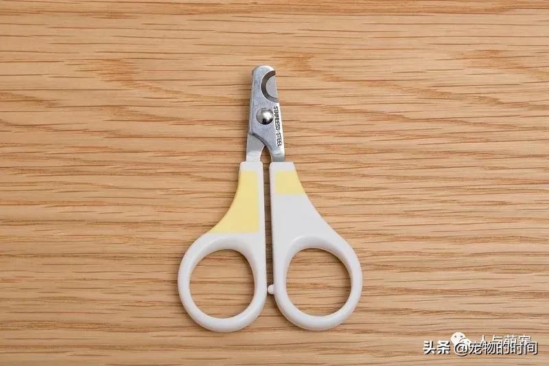 新手养猫一个月要花费多少钱,养猫最低一个月需要花多少钱