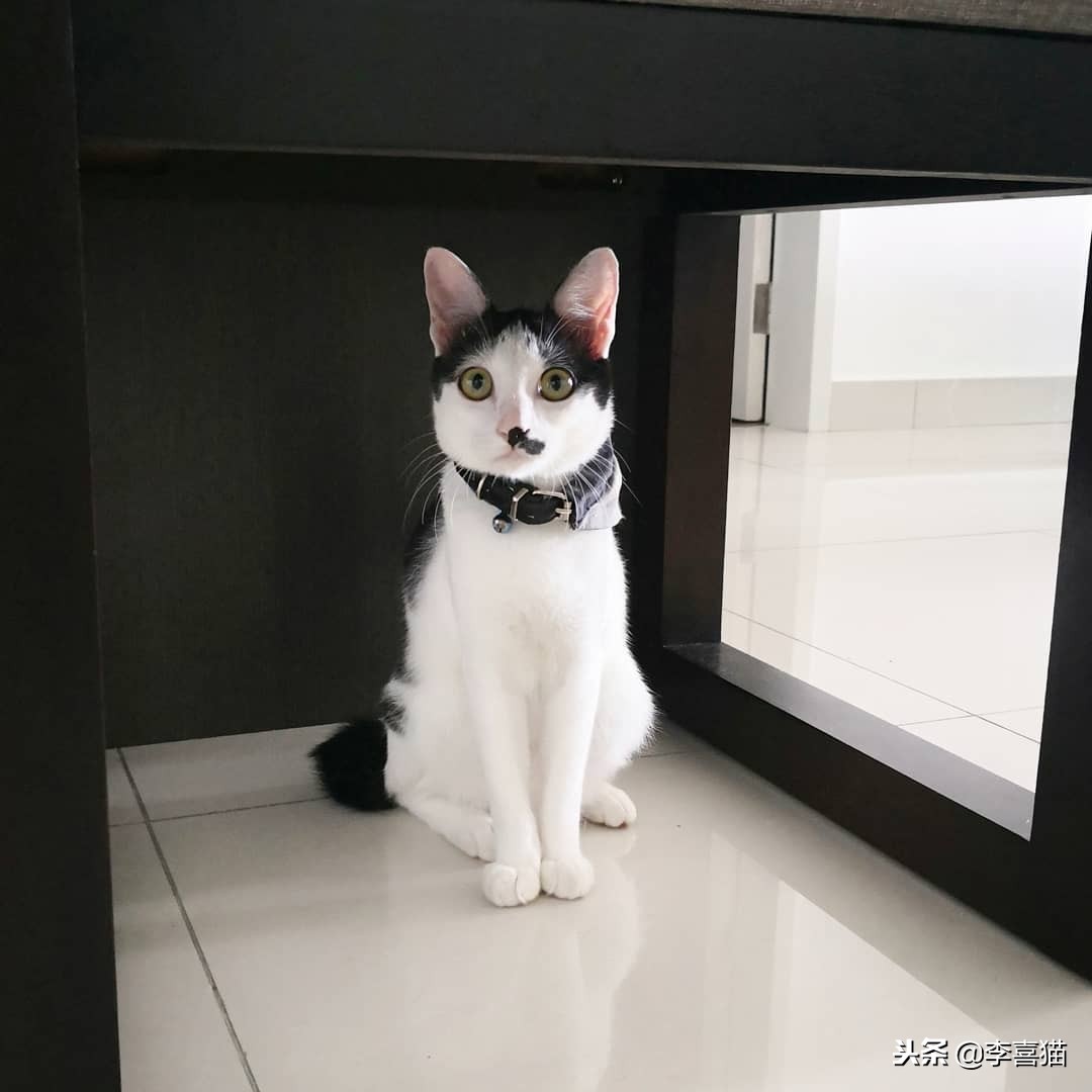 猫咪是一个铲屎官,猫咪退化和铲屎官有什么关系