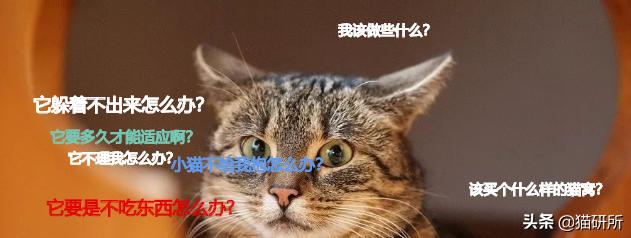 新猫到家不吃不喝怎么办,猫不吃不喝躲在角落