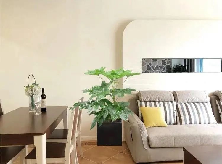 室内清除甲醛的花,吸甲醛又无毒的花