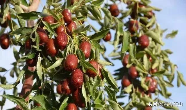 新疆若羌县祁曼塔格乡有多大,最大的县城若羌县