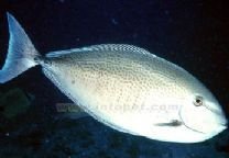 十大最好看的观赏鱼图片大全,十种最漂亮的观赏鱼图片