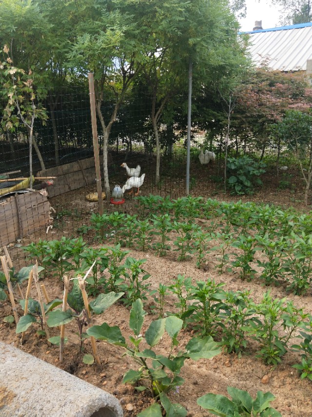 田园牧歌向往生活,田园牧歌的乡村生活令人心驰神往