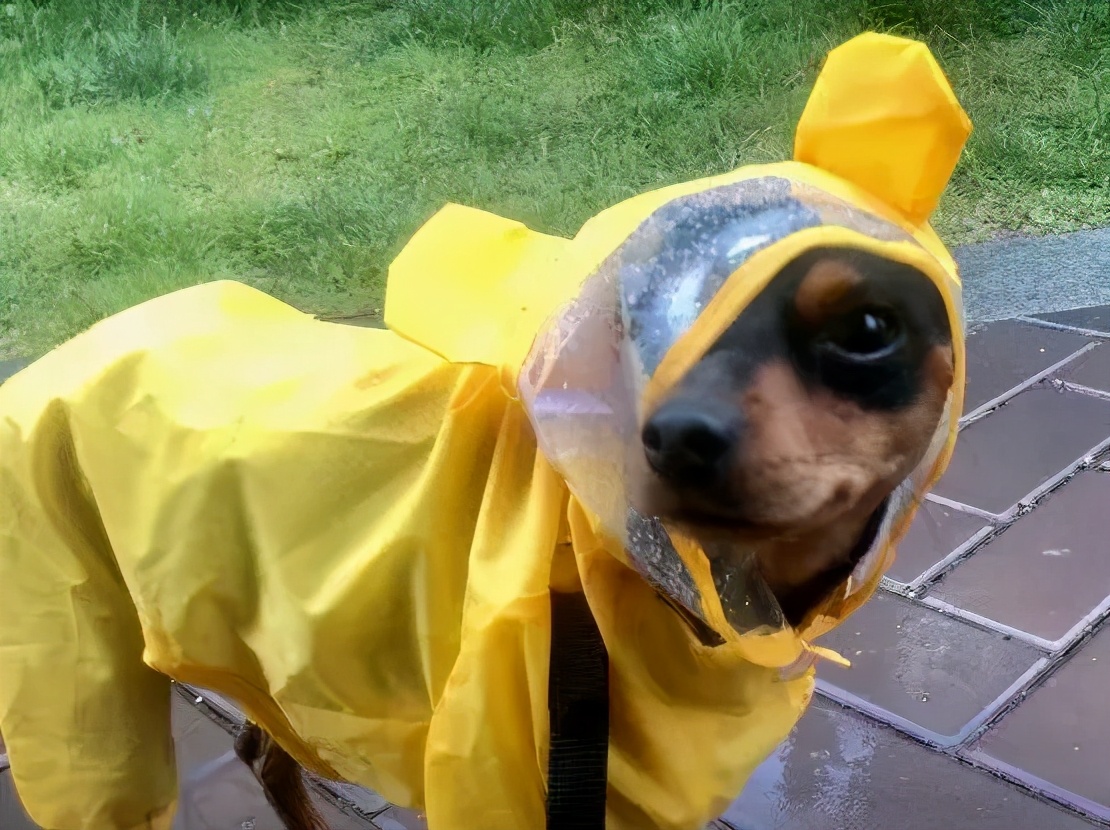 男生猛犬穿女装,男生细狗穿女装