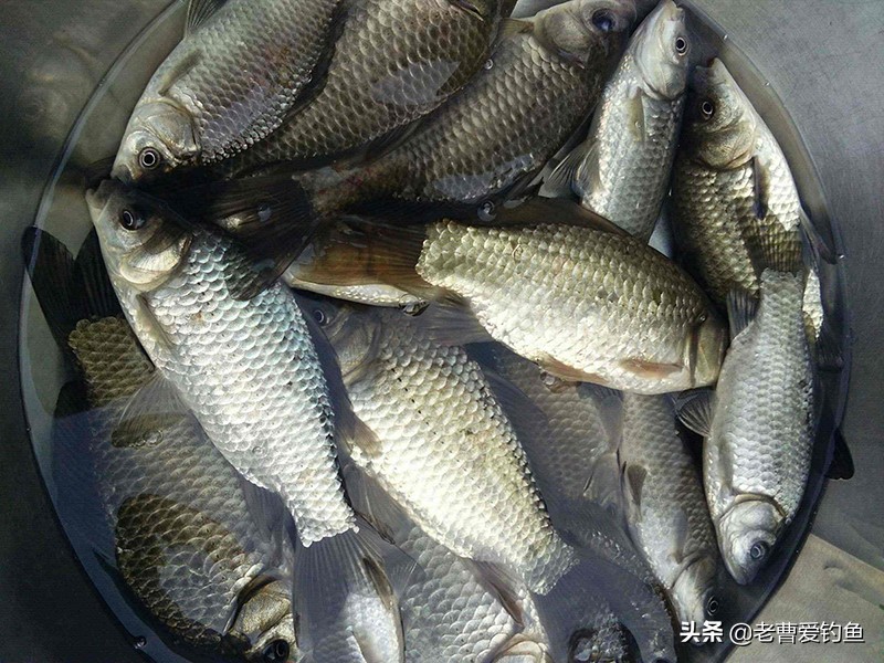 黑坑钓大板鲫的最佳饵料配方,钓友分享自用的五款自制鱼饵配方