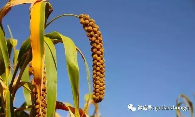 小米五谷养生,五谷之首小米功效