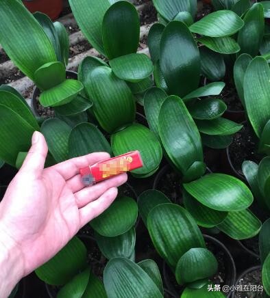 君子兰怎么养出宽大肥厚的叶片,君子兰怎么样养才长得茂盛