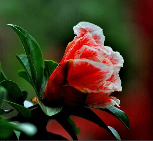 盆栽石榴树什么品种是甜的,石榴树带果实能用水培繁殖