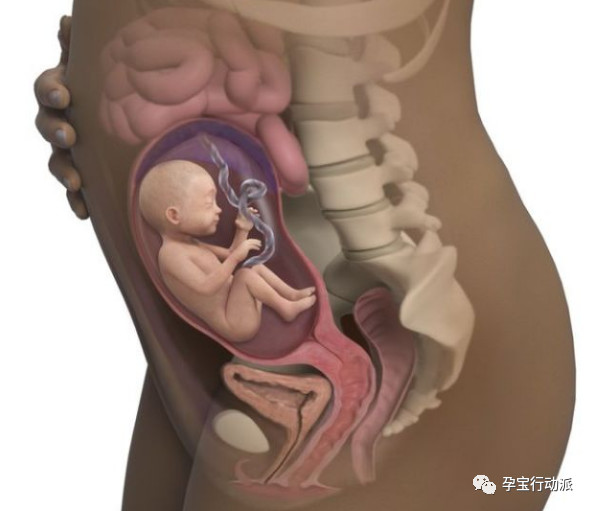 孕期记录第6周,孕期周刊第14周
