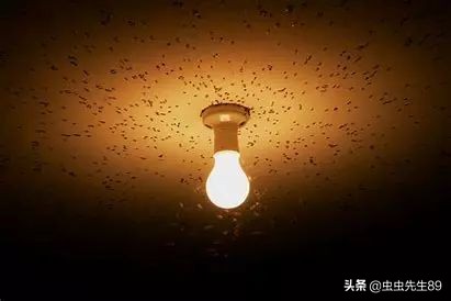 昆虫为什么会被灯吸引,吸引昆虫的灯光