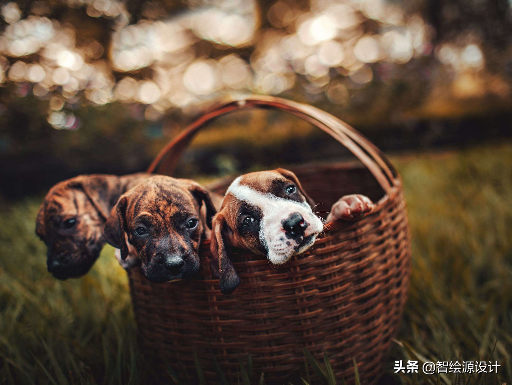 ps卡死怎么找回文件,苹果电脑ps卡死怎么强制退出