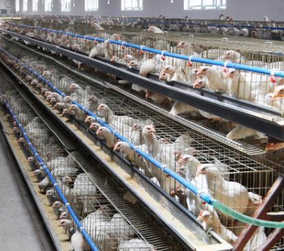 滑液囊支原体能自己好吗,滑液囊支原体有救吗