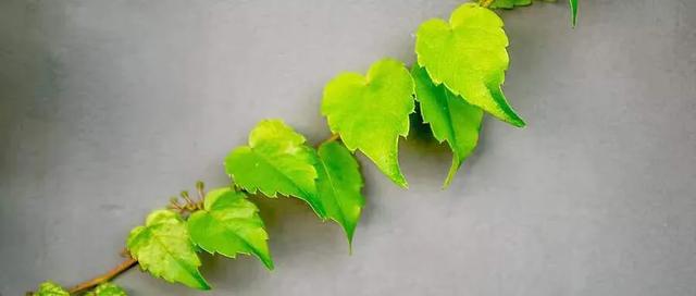 灏忓鐢熺妞嶈懌鑺︾殑鎰熸偀,绉嶈懌鑺︾殑鏁欏鐩爣