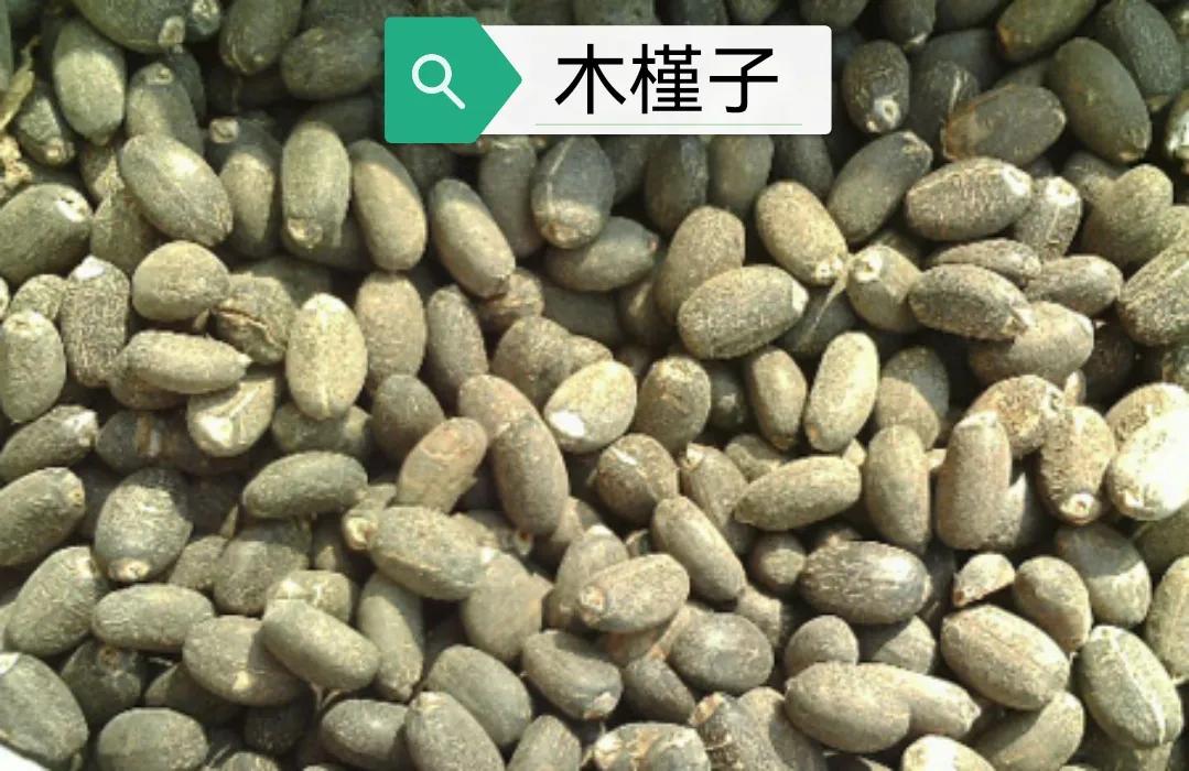 中药古今研究桑寄生,木槿皮与土槿皮区别