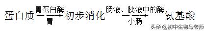 中考生物复习要点速记（人教版）第四单元生物圈中的人