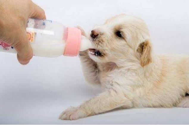 狗狗辟谣,狗狗喝牛奶辟谣