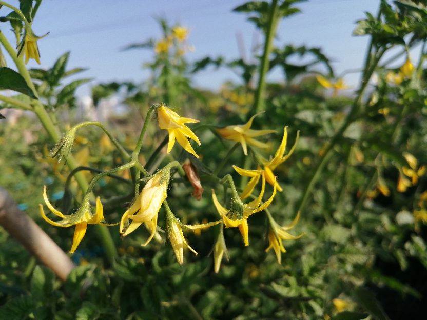 偶遇乡村田园生活视频,偶遇田园生活韩剧演员