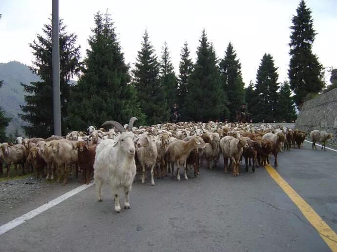 【探索鲲鹏】之二“鲲”不是一条鱼，而是一个庞大的鱼群