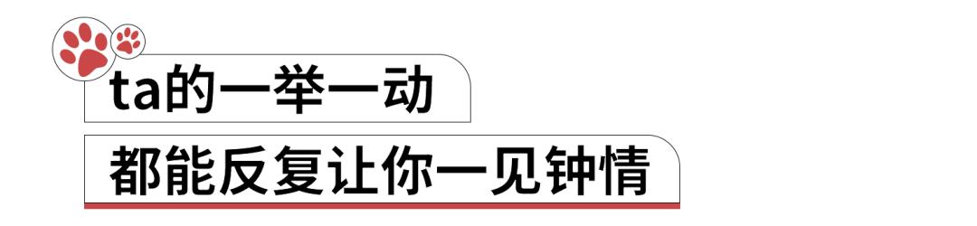 养猫人哭了 (朝九晚五适合养猫吗)
