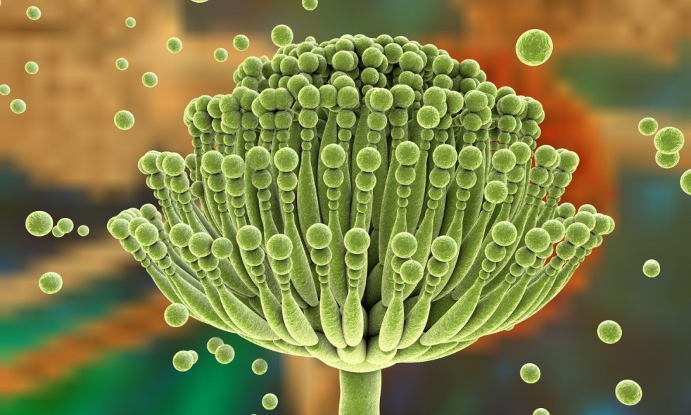 普洱熟茶变质了喝了会怎么样,普洱茶熟茶有细菌吗可以喝吗