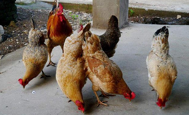 鸡眼睛睁不开怎么回事?用什么药能够治疗?一定要注意这4种疾病