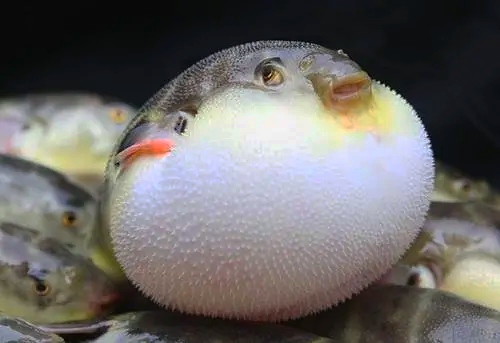 30个关于动物的冷知识,关于动物的冷知识50字