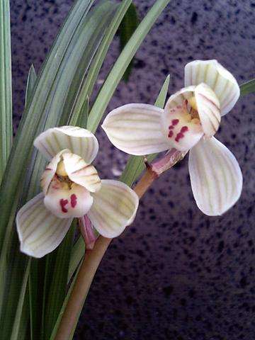 莲瓣兰荷之冠发芽率高吗,莲瓣兰荷之冠组培苗能养活吗