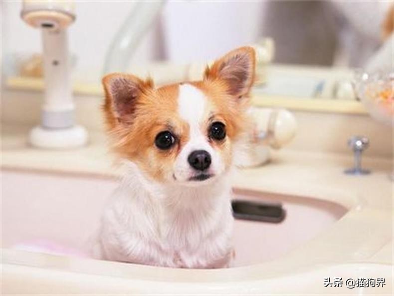 狗狗皮屑多用什么土办法治疗,狗狗身上掉皮屑还掉毛怎么回事