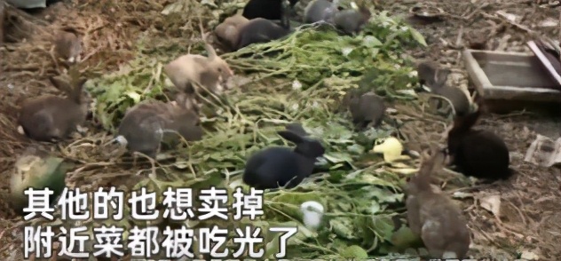 流氓兔有几季,流氓兔的繁衍方法