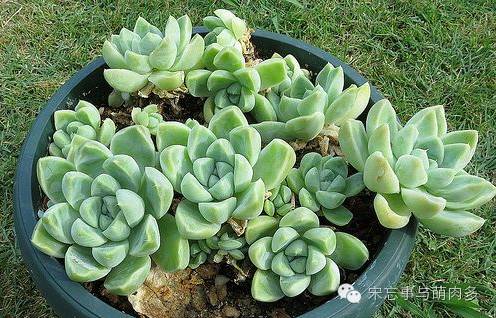 多肉月影系有哪些品种,月影系多肉品种大全