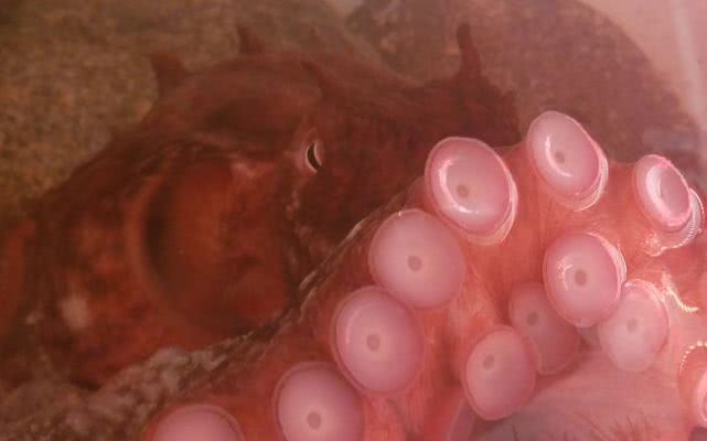 章鱼来自外星的生物,章鱼被认为外星物种