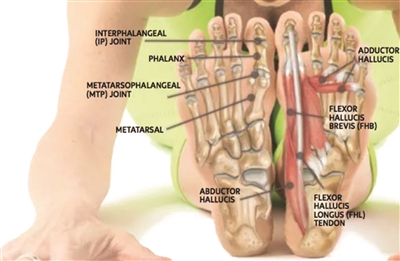 脚趾为什么那么不灵活,脚踝扭伤后恢复后脚趾头不灵活