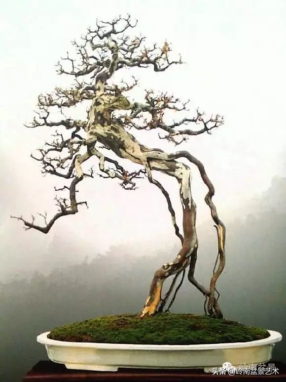 以根代杆下细上粗式盆景图片,十种适合吊着养的盆景