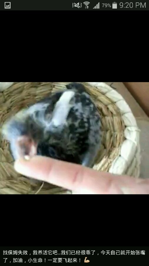 幼鸽被别人的鸽子带走了怎么办,幼鸽被鸽群带走还能回来吗