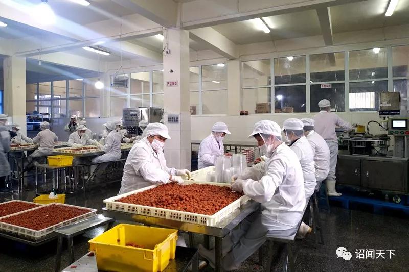 「不可辜负」诏安：青梅花开不负韶华，红星乡赏梅周邀您共享“梅”好生活