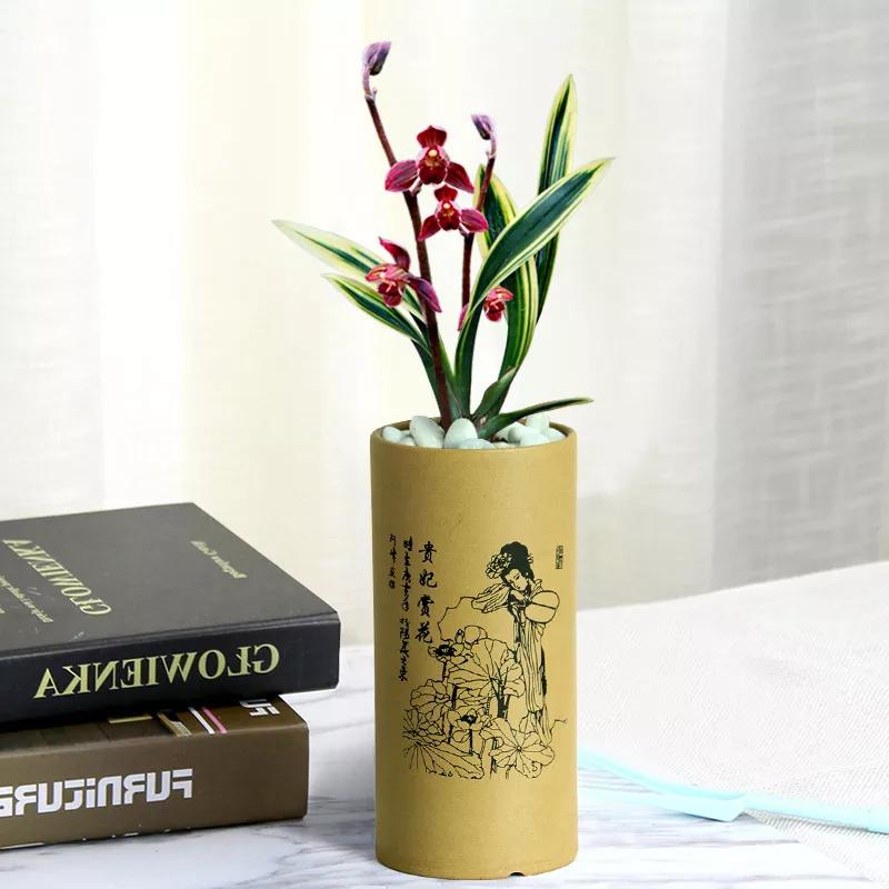 带金边的墨兰开花图片,金边兰花都有什么颜色的花