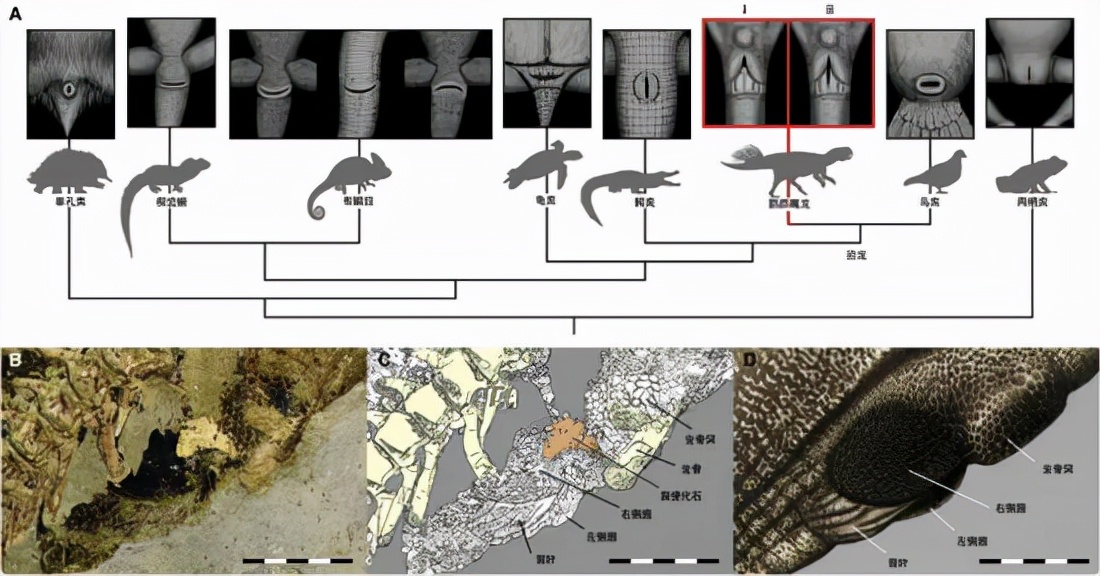 人生崽鸟下蛋!鸟类生殖、排尿、排便通道三合一,为何人类分开?