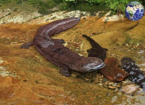 山海经中的鱼有多少种,山海经中有哪些奇特的鱼