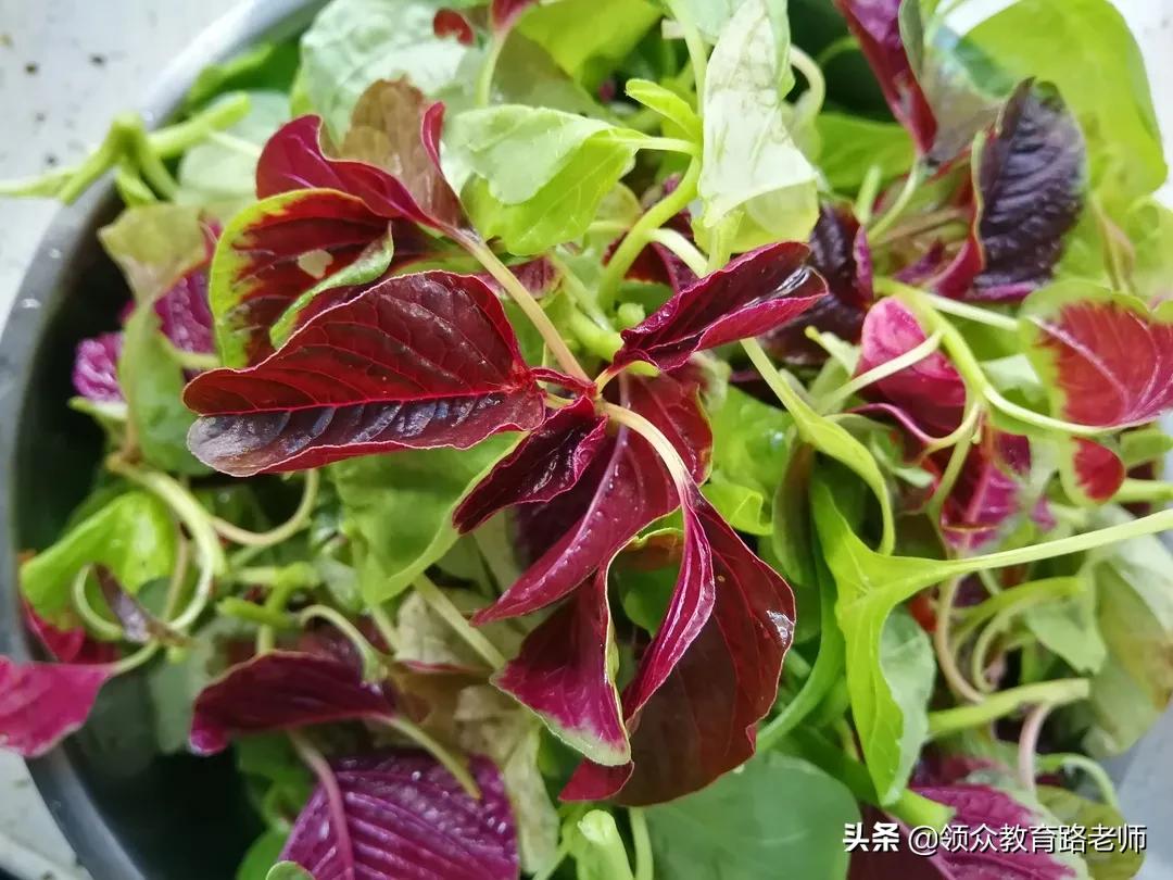 为了写文章我吃了霉苋菜梗,打算申请个工伤