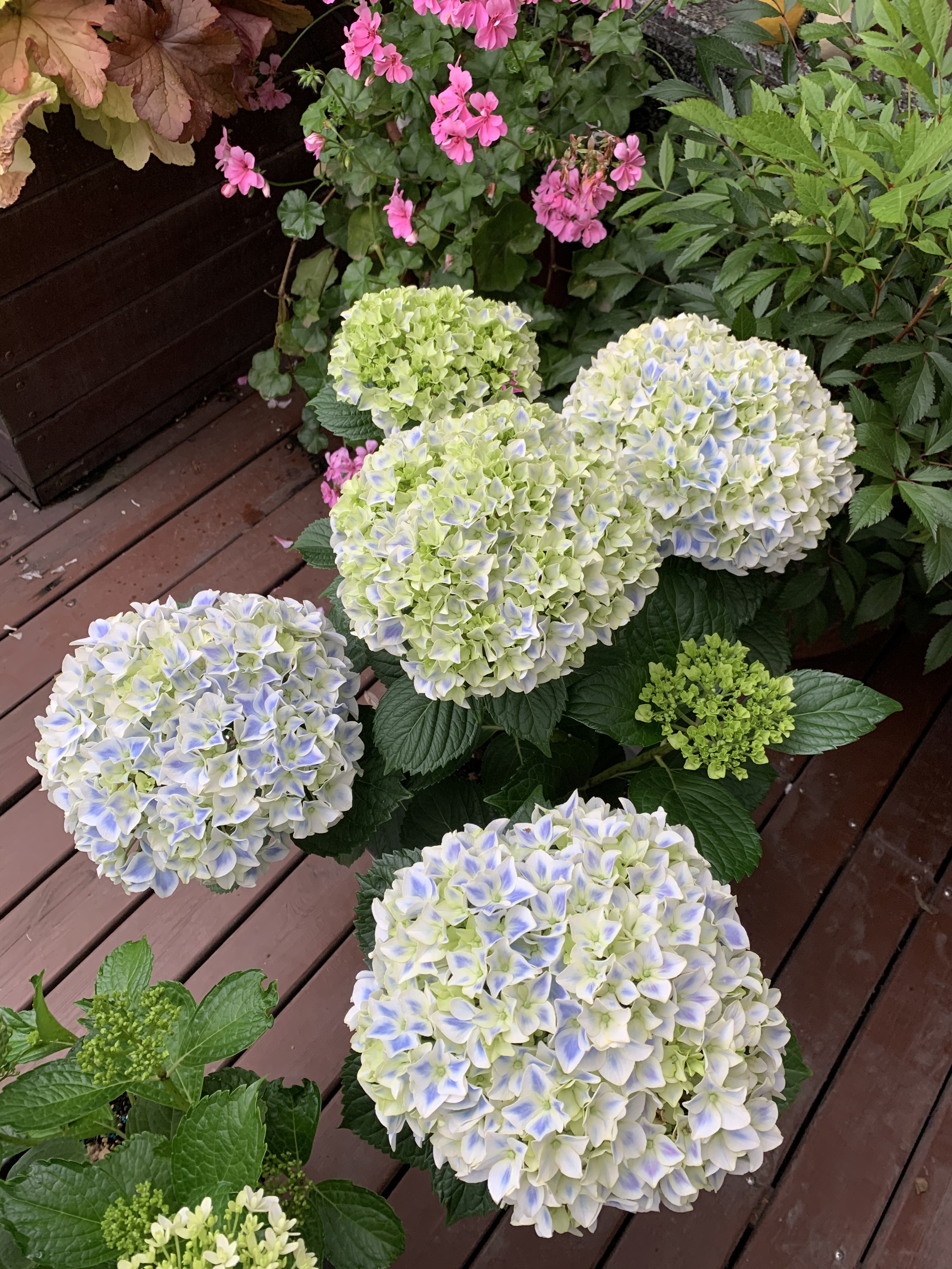 富贵花开什么花最好,花开富贵的花有几种