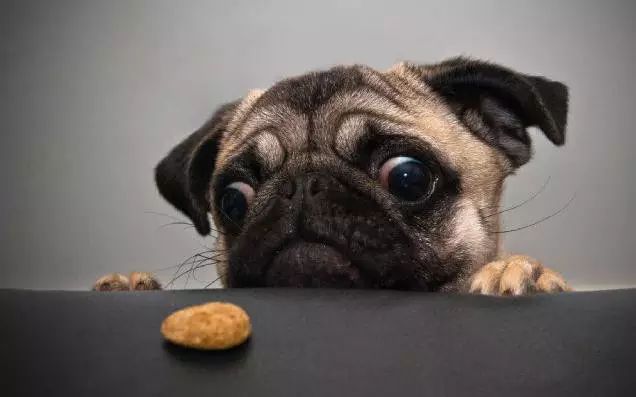 72种名犬分类介绍及图片,72种名犬及图片