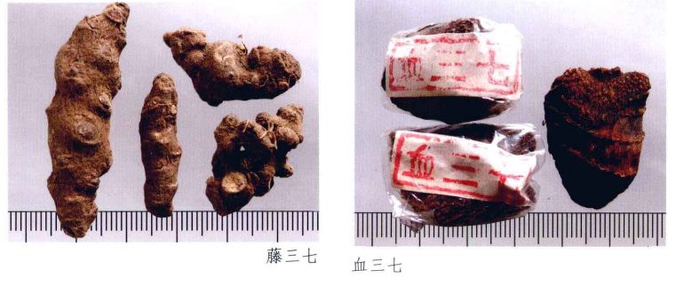 云南三七真伪查询,三七药材的真伪鉴别