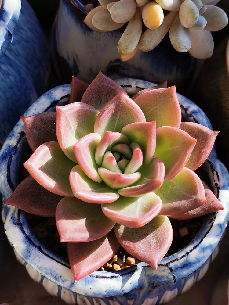 适合北方阳台党养的多肉,适合养在北阳台的多肉