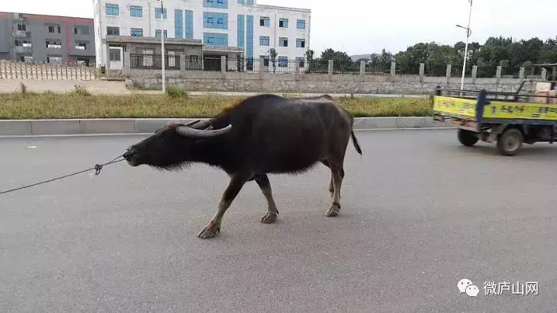 正经招聘+帮牛找主人！谁家牛丢了？庐山市有人捡到一头牛