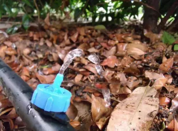 柑橘喷灌好还是滴灌好,喷灌和滴灌对柑橘的影响