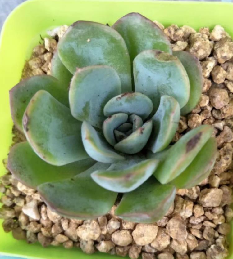 多肉植物为什么会长白色的虫,多肉为什么会得白粉黑斑