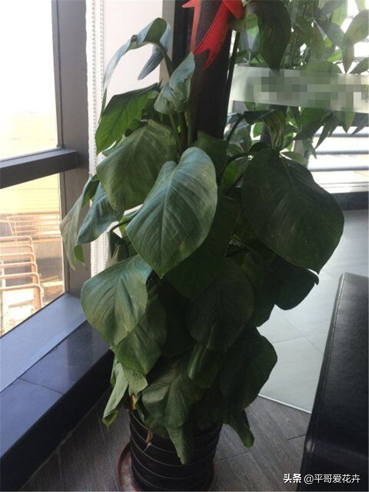 不缺水叶子打蔫了怎么办,夏季中午为什么浇水反而会萎蔫