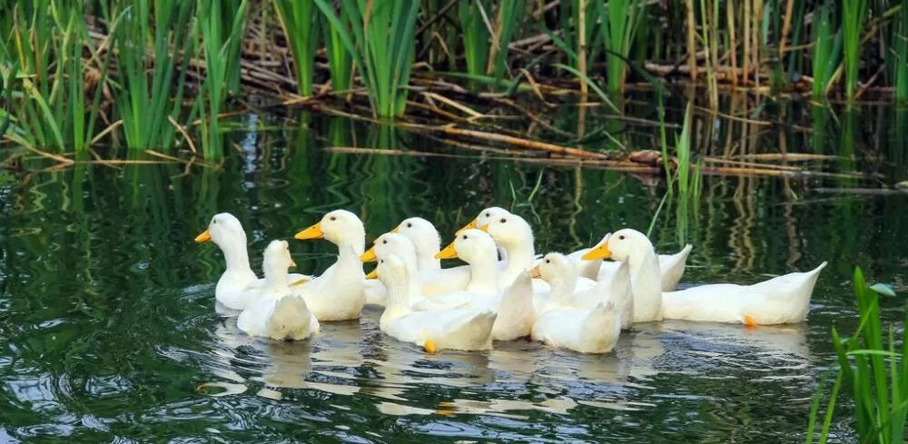 儿童水粉画池塘里的大白鹅,池塘大白鹅儿童画