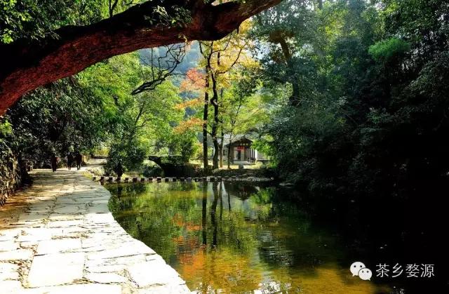 五一去婺源千古茶园,婺源茶文化旅游路线攻略